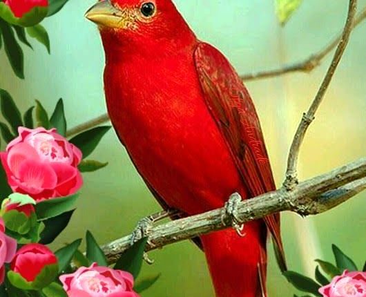 طائر أسترالي نادر HASPRESSE