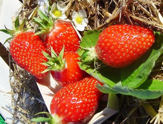 الفراولة تخفض ضغط الدم وتقي من أزمات القلب