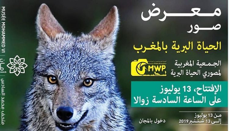قريبا : معرض في مراكش حول صور الحياة البرية بالمغرب