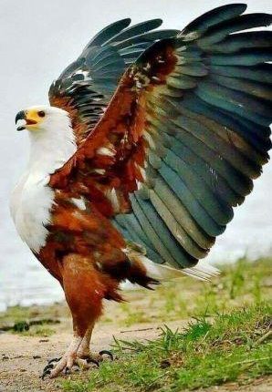 نسر يهاجم طفل إيثيوبي حتى الموت