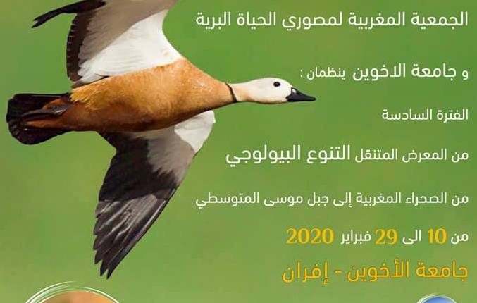 حليمــة بوصديق 1