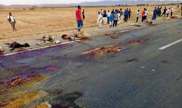 الفرنسي داهس أغنام راعي المنصورية يجر مصور فيديو الحادث إلى القضاء