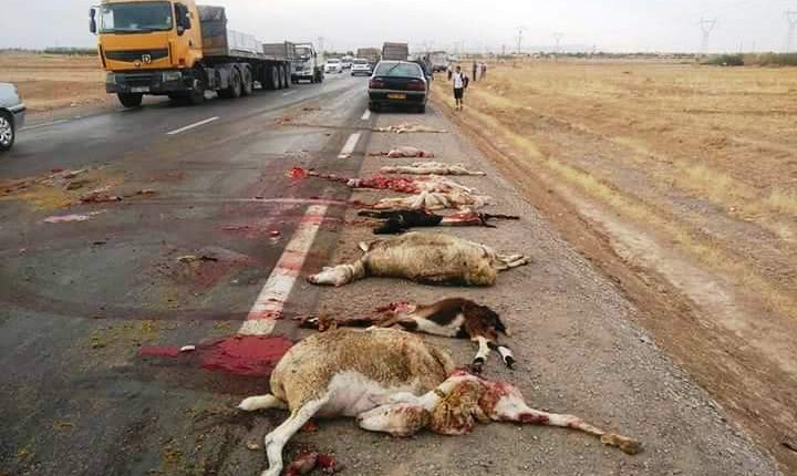 بعد اعترافه بتهديده للطفل الراعي، محكمة بنسليمان تضع الفرنسي داهس قطيع الغنم، وراء القضبان