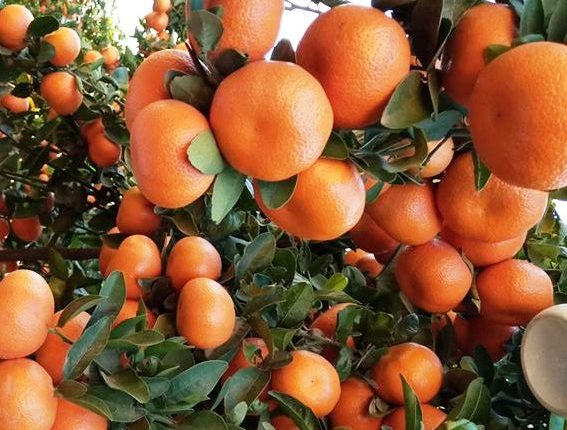 مطالب بحصص إضافية من مياه الري لـ”مشروع الكردان” لإنتاج الحوامض