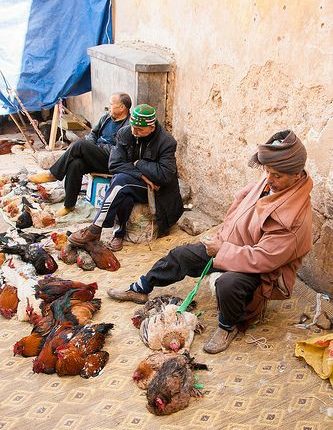 أسعار الدجاج ترتفع بعد توقف حوالي 80 % من مهنيي القطاع بسبب كورونا