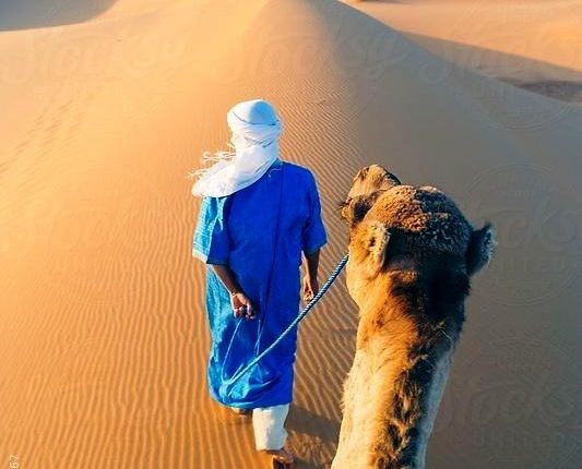 حجز عشرة جمال تحمل 41 رزمة من مخدر الشيرا بزاكورة