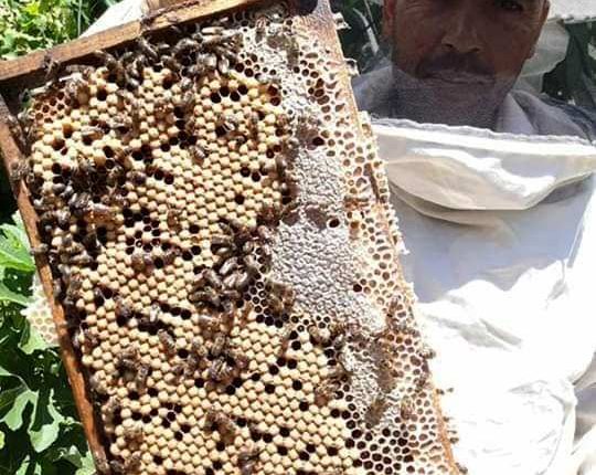 تربية النحل