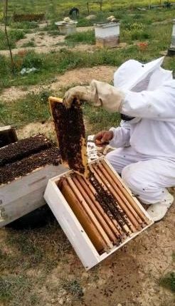 “الجيل الأخضر” يرسم خارطة تربية النحل بجهة الرباط سلا القنيطرة