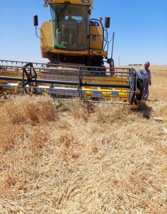 محصول المغرب من الحبوب يصل إلى 103.2 مليون قنطار