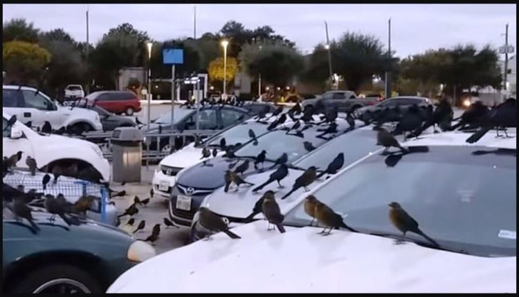مشهد مخيف لأسراب طيور تحتل موقفا للسيارات في تكساس بأمريكا