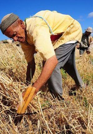برنامج “استدامة” مبادرة تنموية من القرض الفلاحي للمغرب