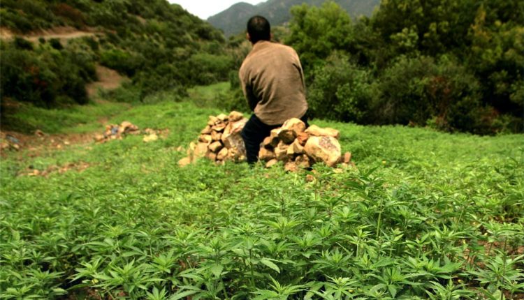 اجتماع أول لمجلس إدارة الوكالة الوطنية لتقنين أنشطة القنب الهندي