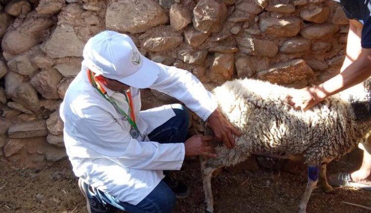 الهيئة الوطنية للأطباء البياطرة مستمرة في معالجة مواشي ودواب مناطق الزلزال (3)