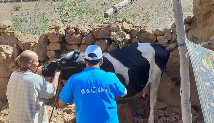الهيئة الوطنية للأطباء البياطرة مستمرة في معالجة مواشي ودواب مناطق الزلزال (6)