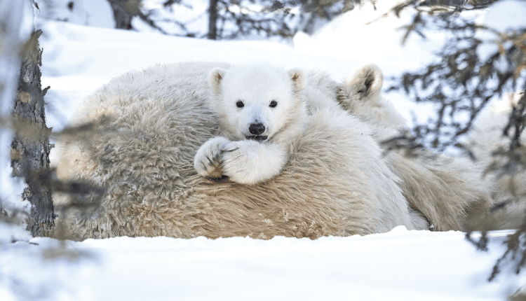 يقطع هجرس الدب القطبي 175 كيلومتر سباحةً رفقة أمه من أجل العثور على الطعام