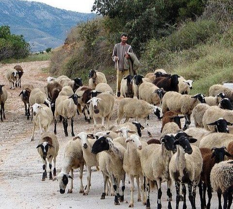 أغنام وماعز إسبانيا لن تؤثر على المغرب والحفاظ على النوع المغربي أساسي