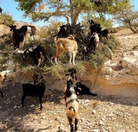 أغنام وماعز إسبانيا لن تؤثر على المغرب والحفاظ على النوع المغربي أساسي (2)