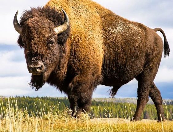 حيوانات البيزون Bison وسيلة قوية لإعادة تشكيل النظم البيئية، وإنقاذ كوكب الأرض