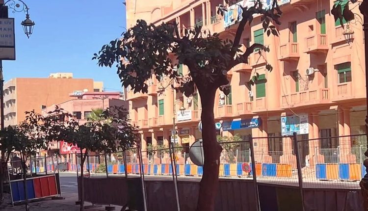 مجلس مراكش يؤكد أن الأشغال بشوارع مراكش تفرض إعادة تنظيم أشجار الزنبوع (2)