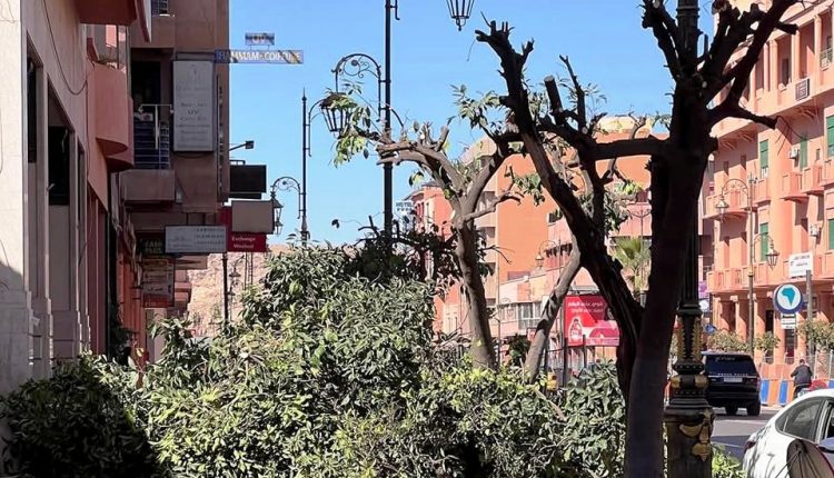 مجلس مراكش يؤكد أن الأشغال بشوارع مراكش تفرض إعادة تنظيم أشجار الزنبوع (3)