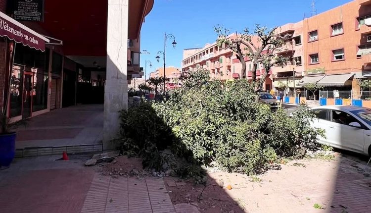مجلس مراكش يؤكد أن الأشغال بشوارع مراكش تفرض إعادة تنظيم أشجار الزنبوع (4)