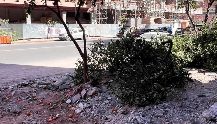 مجلس مراكش يؤكد أن الأشغال بشوارع مراكش تفرض إعادة تنظيم أشجار الزنبوع (5)