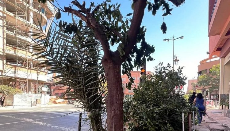 مجلس مراكش يؤكد أن الأشغال بشوارع مراكش تفرض إعادة تنظيم أشجار الزنبوع (6)